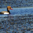 Nette rousse mâle en Camargue gardoise